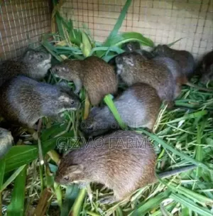 Weaners Grasscutters for Sale
