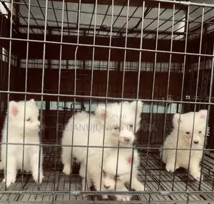 1-3 months Female Purebred American Eskimo