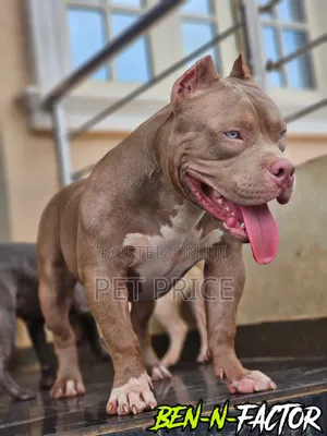 1+ year Male Purebred American Bully