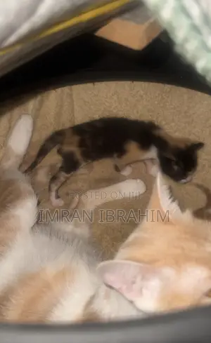 0-1 month Male Mixed Breed American Shorthair