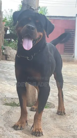 1+ year Male Purebred Rottweiler