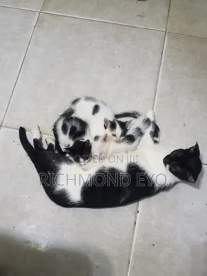 1-3 months Female Purebred American Shorthair