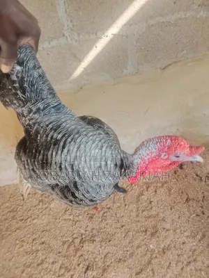 Turkey Two Male and One Female