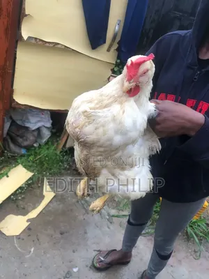 Miss Edith