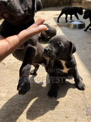 0-1 month Female Purebred Cane Corso