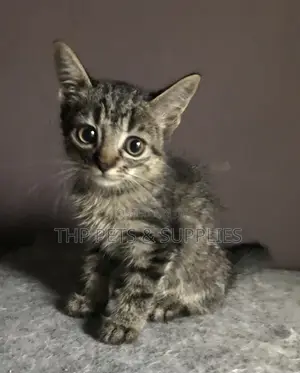 1-3 months Female Mixed Breed Persian