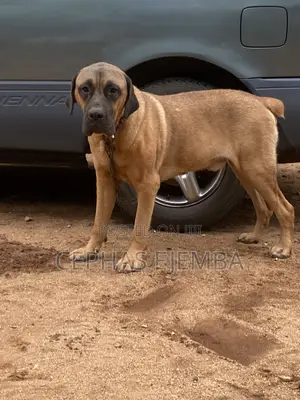 1+ year Male Purebred Boerboel