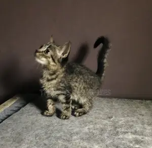 1-3 months Male Mixed Breed Persian