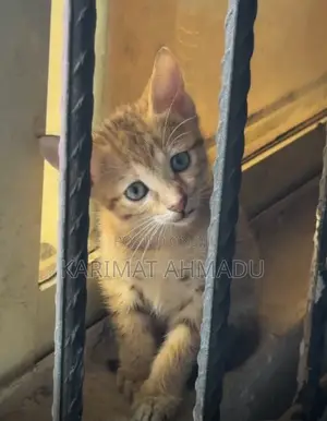 3-6 months Female Mixed Breed Tabby