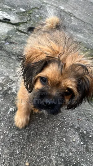 1-3 months Male Purebred Lhasa Apso