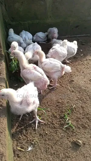 Poultry Farms Chicken
