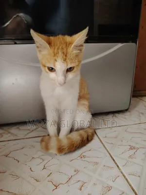 1-3 months Male Purebred Cat