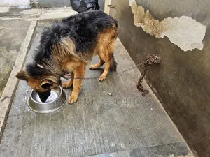 1+ year Male Purebred German Shepherd