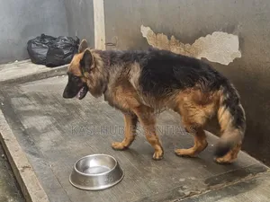 1+ year Male Purebred German Shepherd