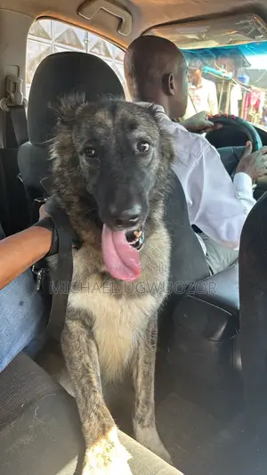 1+ year Female Mixed Breed Caucasian Shepherd