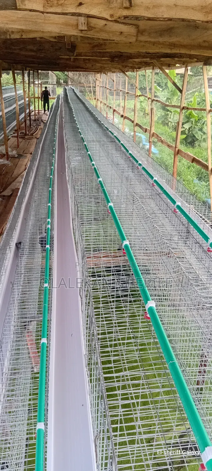 Poultry Cage