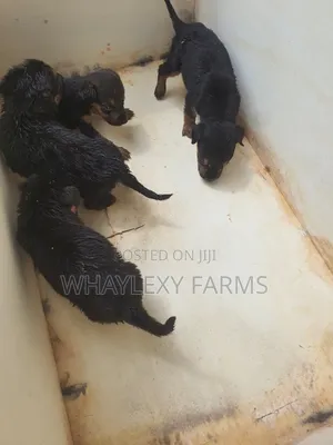 1-3 months Female Mixed Breed German Shepherd