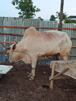 Livestock Animals5