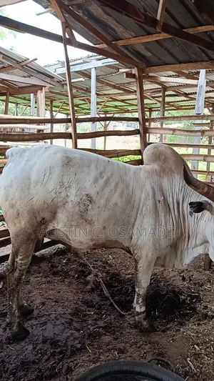 Livestock Animals