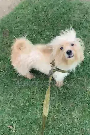 6-12 months Male Purebred Lhasa Apso