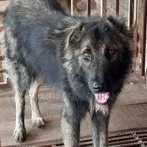 6-12 months Male Purebred Caucasian Shepherd