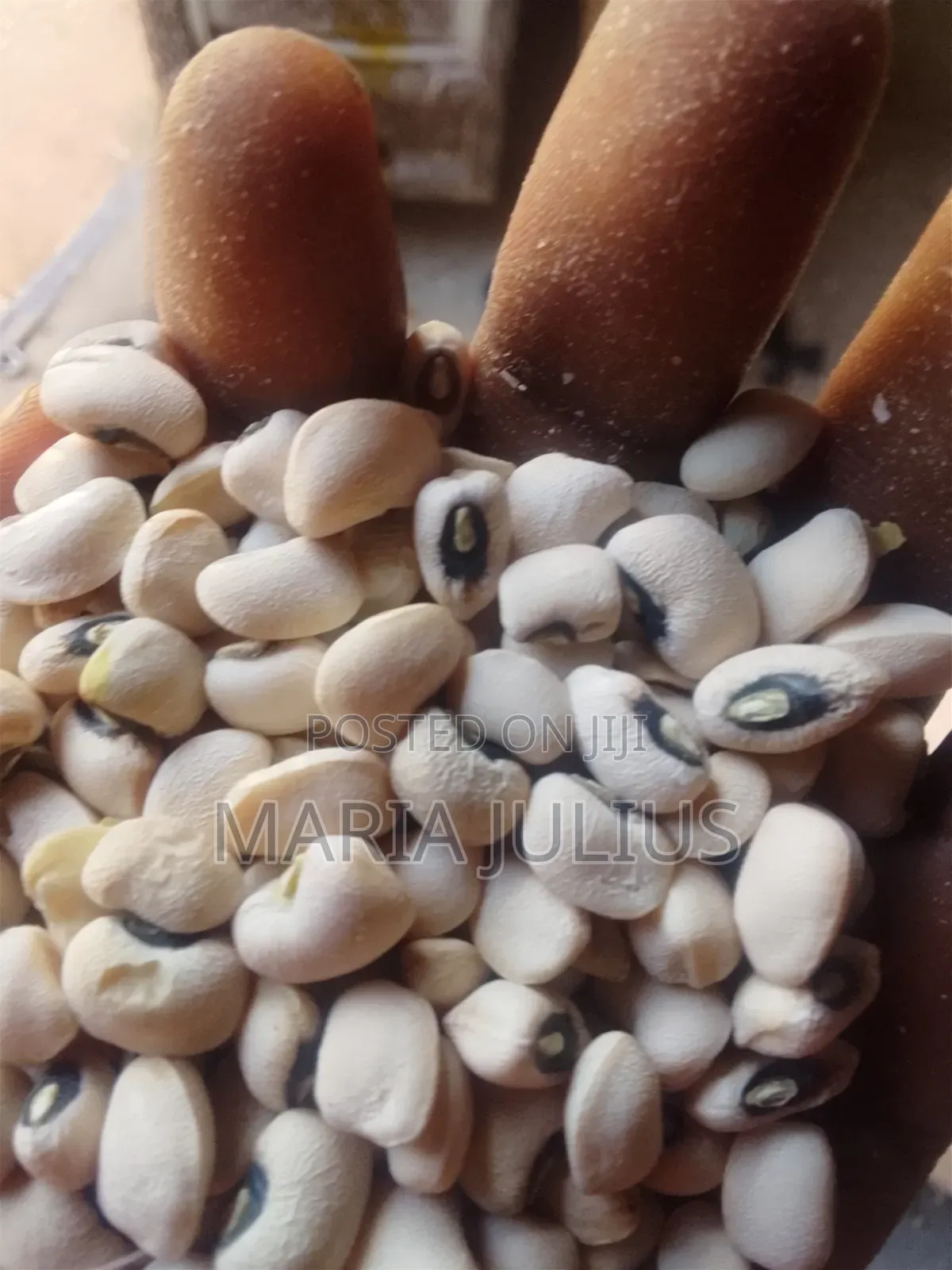 Iron Beans