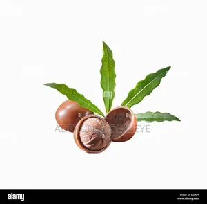 Buy Your Shea Nut And Seedlings N600,000 Per Ton