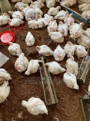 Poultrycity