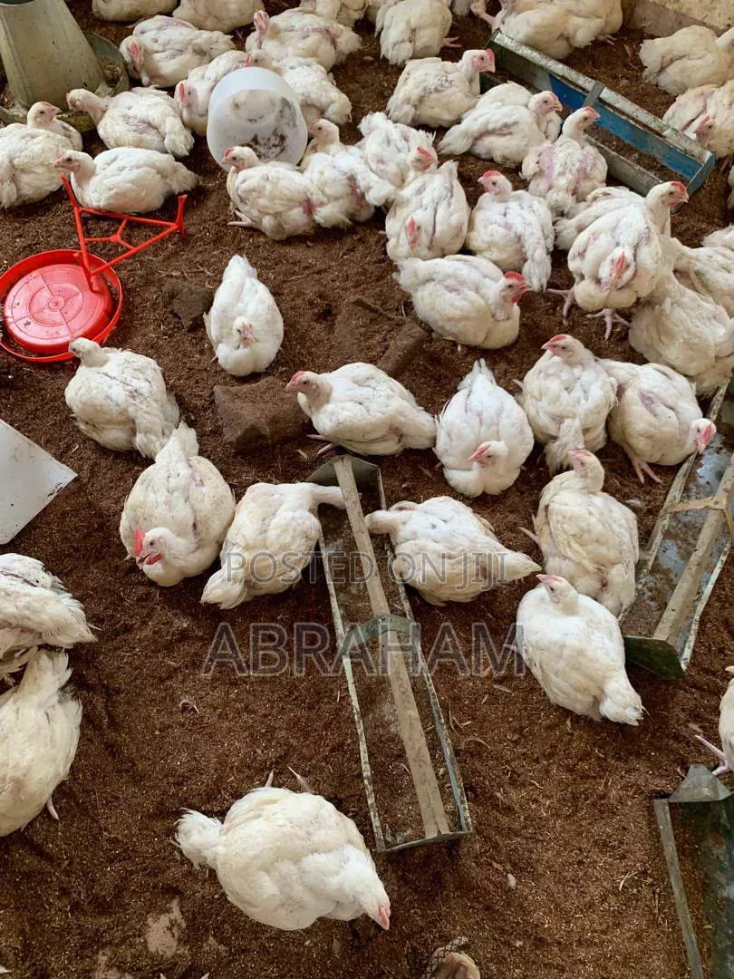 Poultrycity