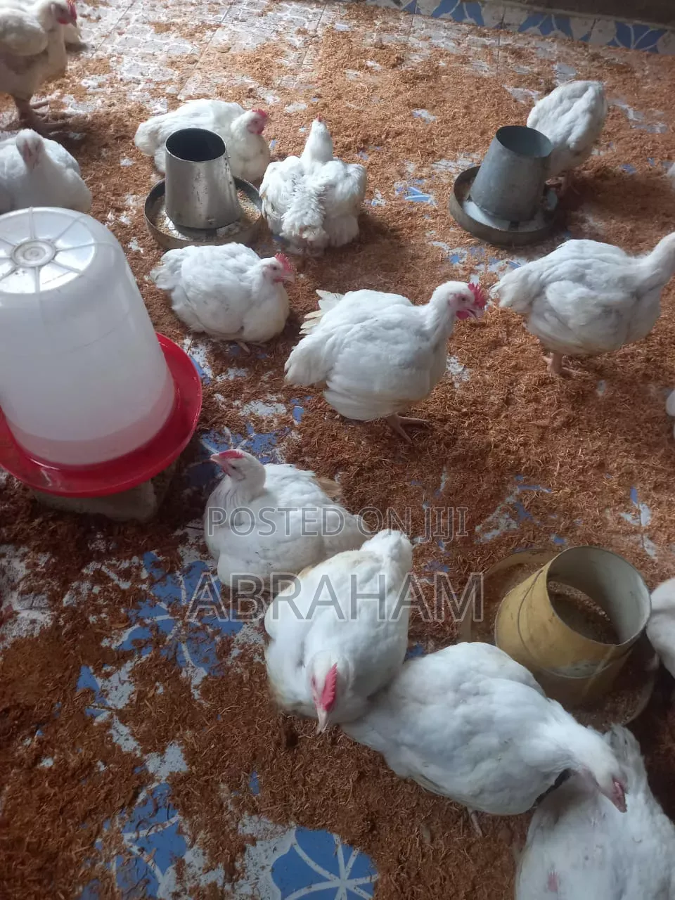 Poultrycity