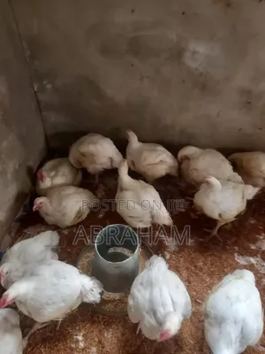 Poultrycity