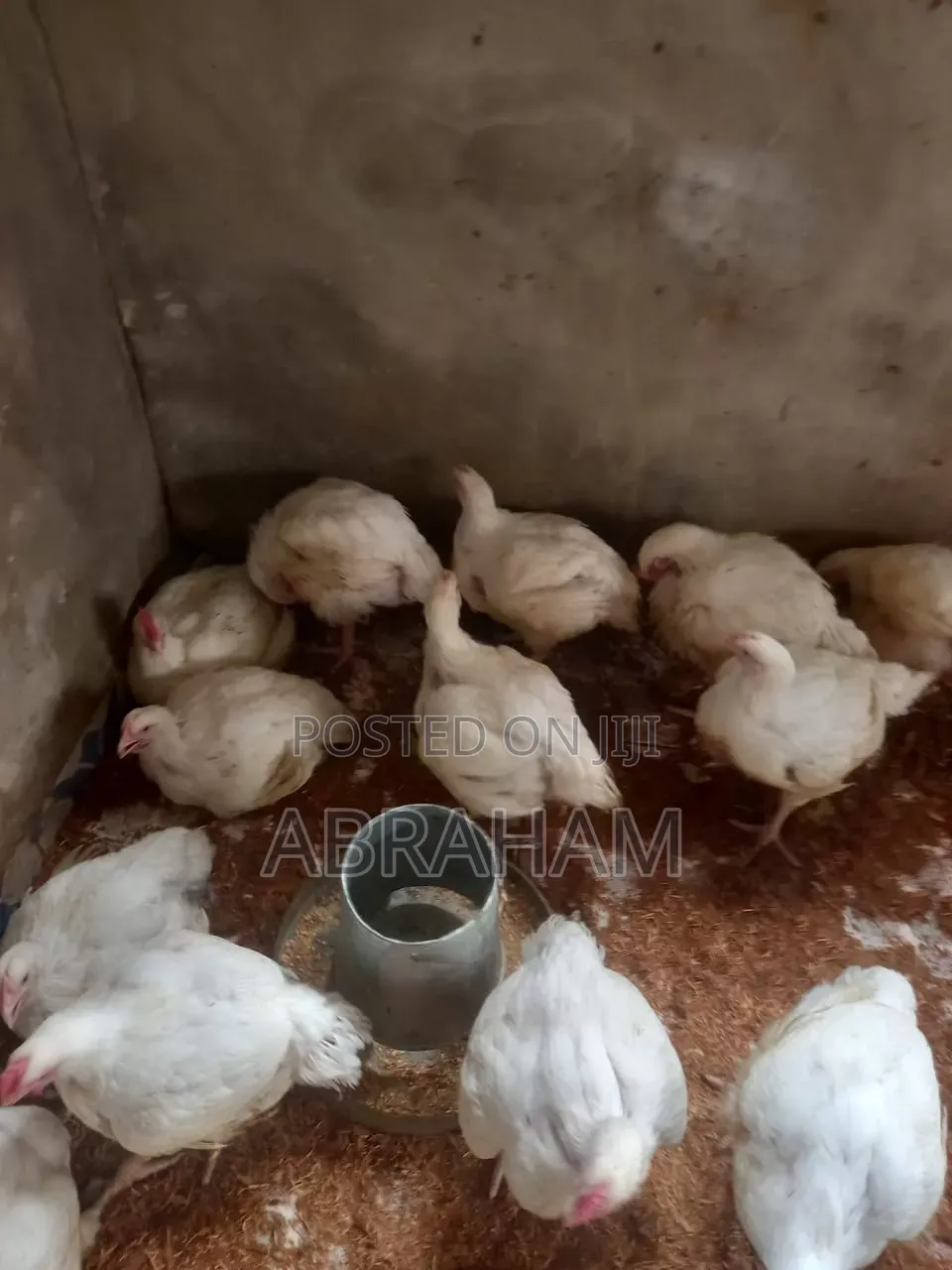 Poultrycity