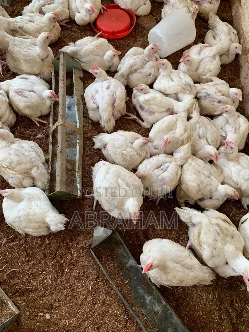 Poultrycity