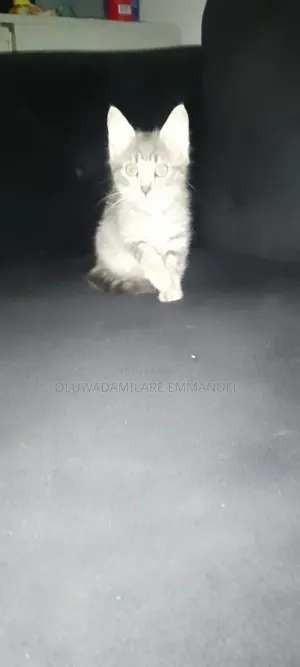 1-3 months Female Purebred Cat