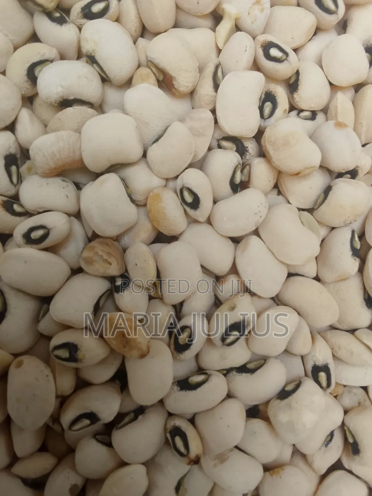 Patasco Beans