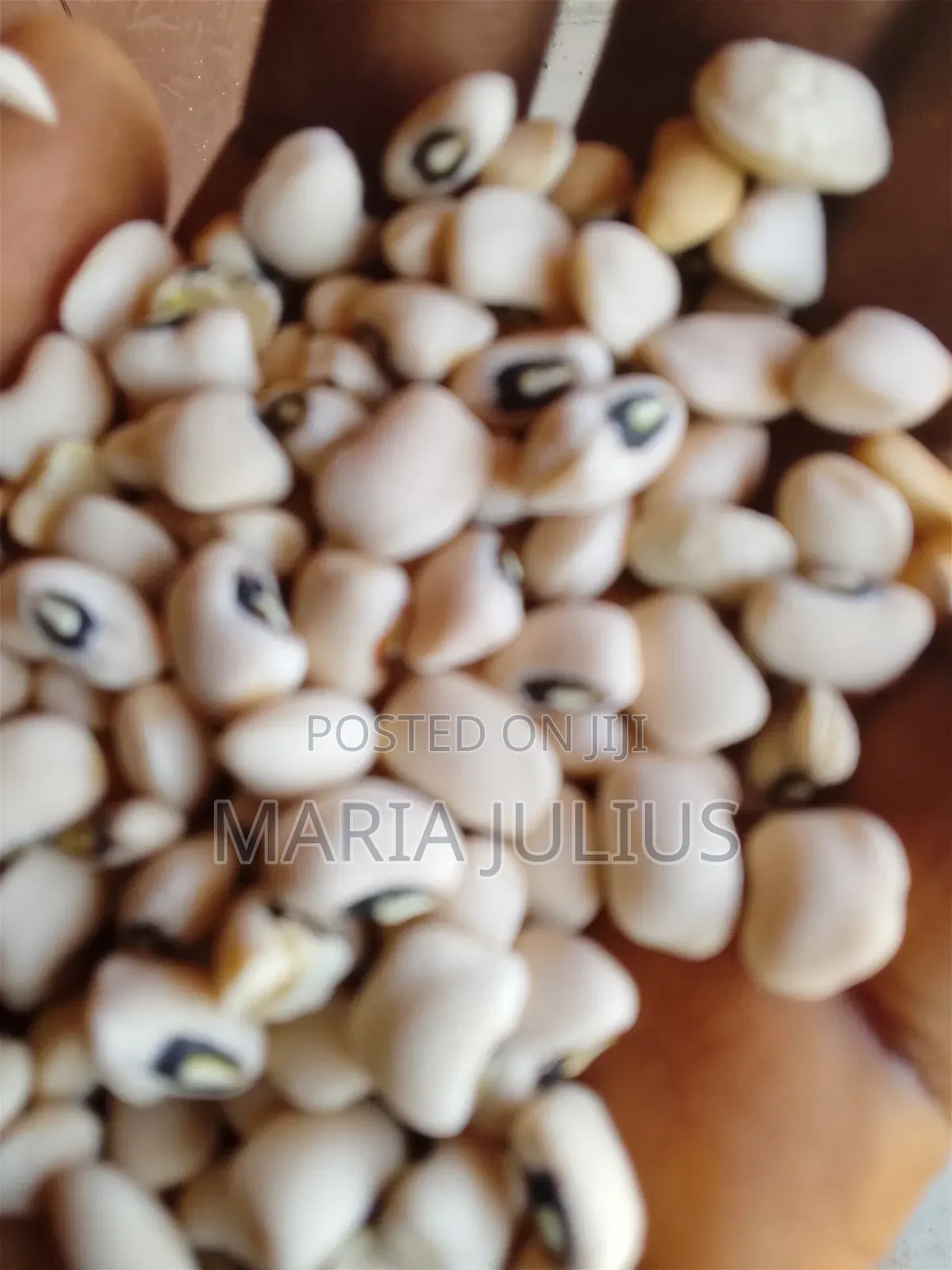 Patasco Beans