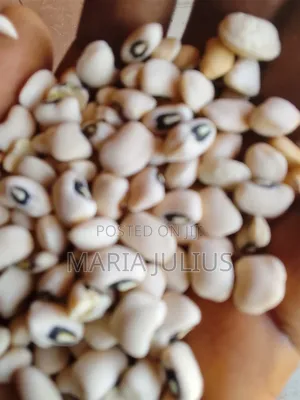 Patasco Beans