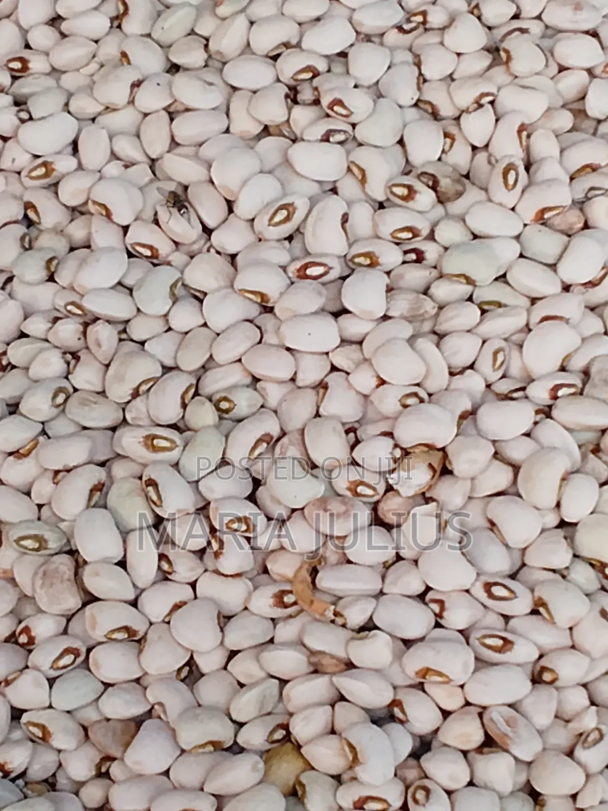 Patasco Beans