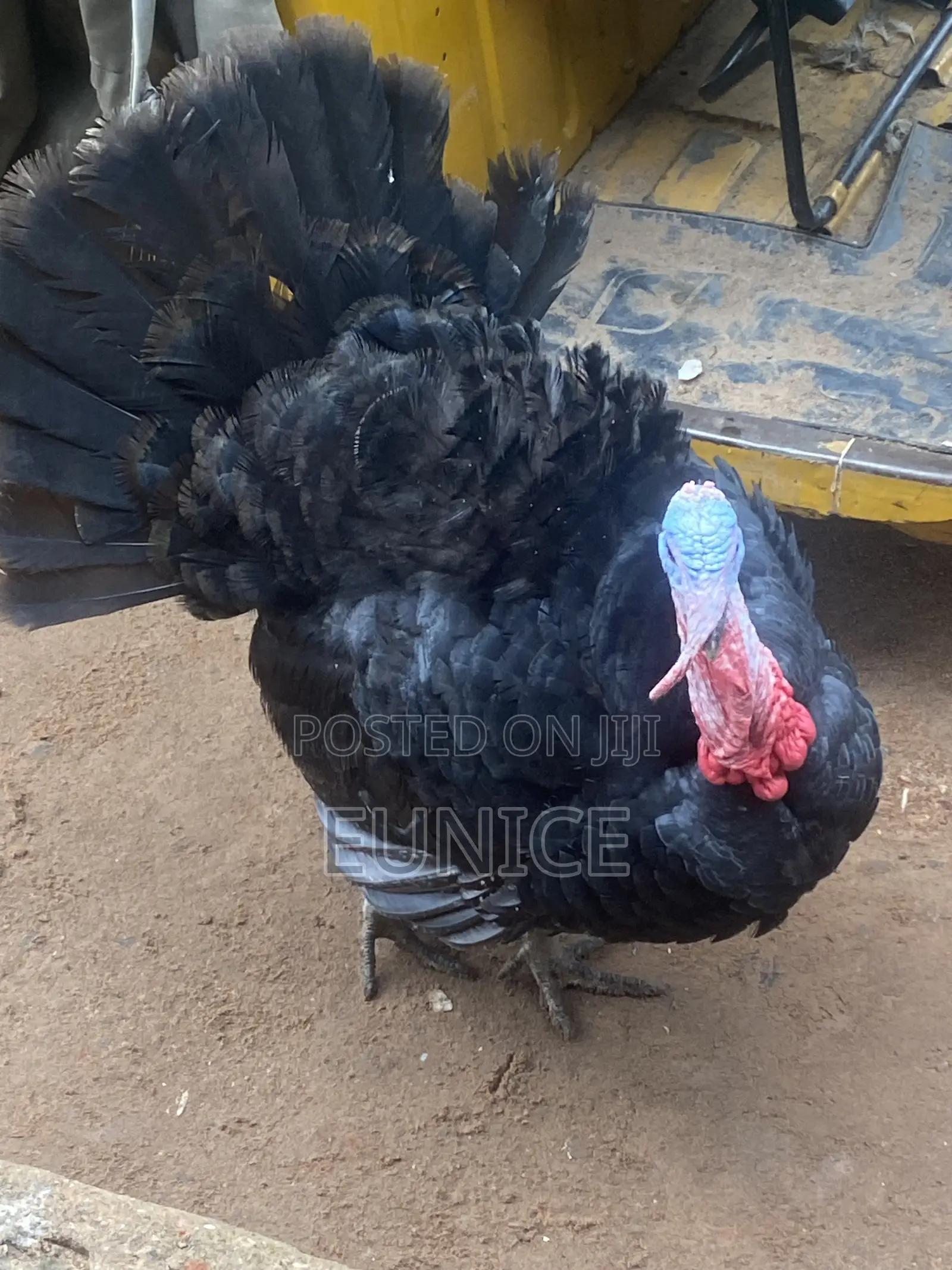 Local Turkeys