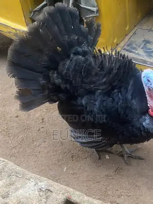 Local Turkeys