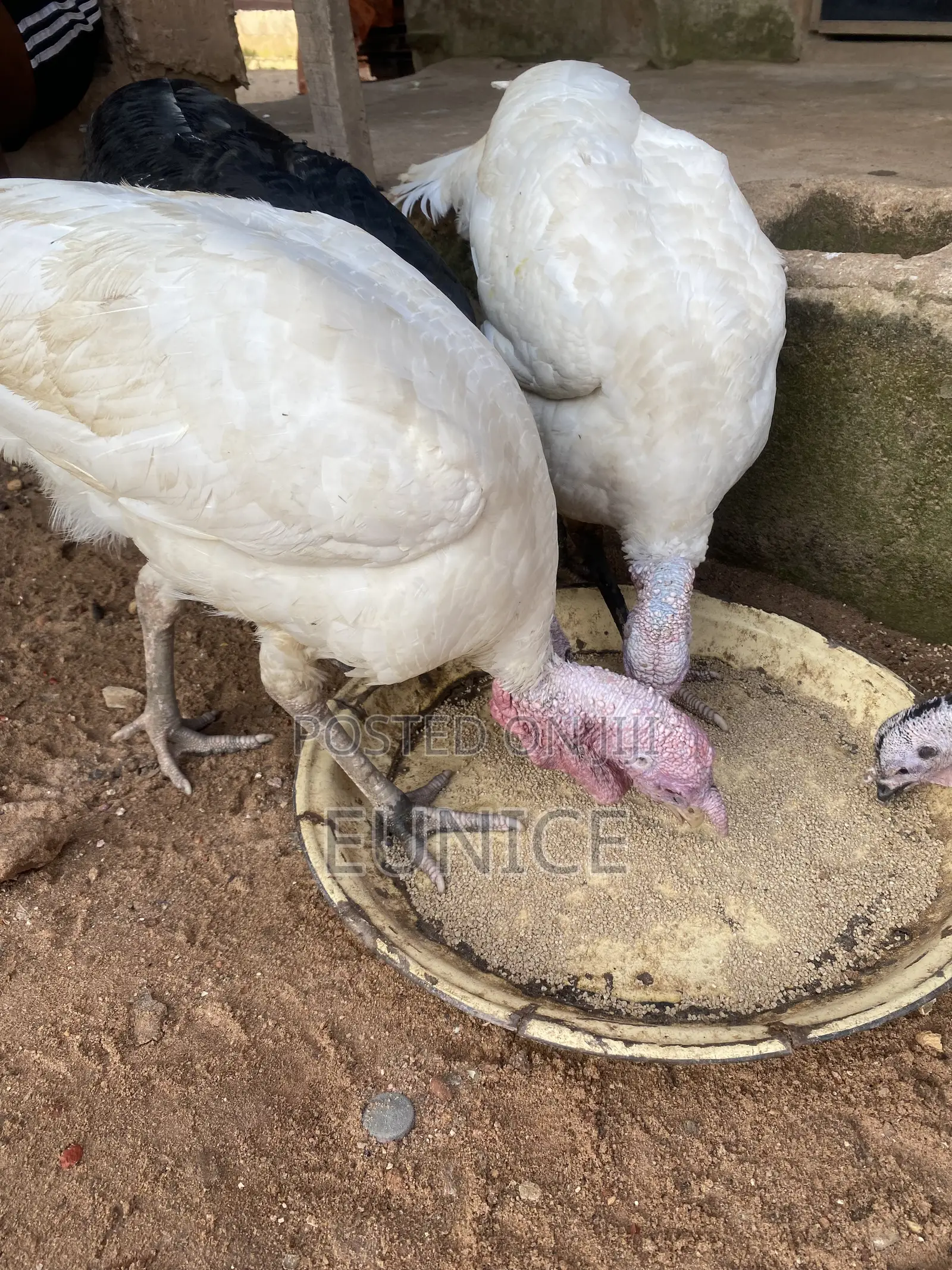Local Turkeys