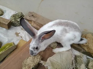 Grower Stage Rabbits