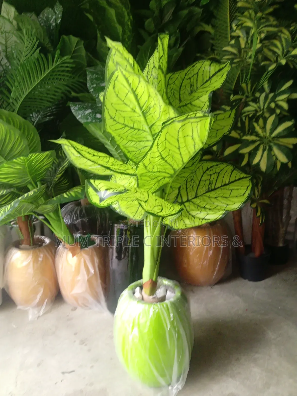 Planter and Plant