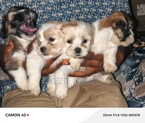 1-3 months Female Purebred Lhasa Apso