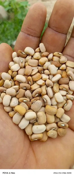 Grains Library