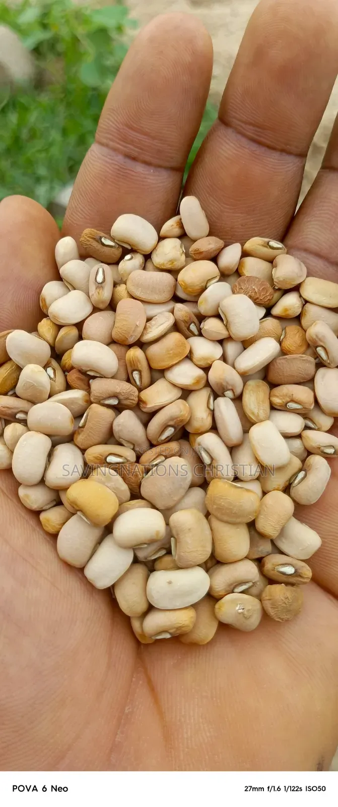 Grains Library