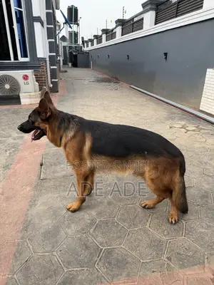 1+ year Male Purebred German Shepherd