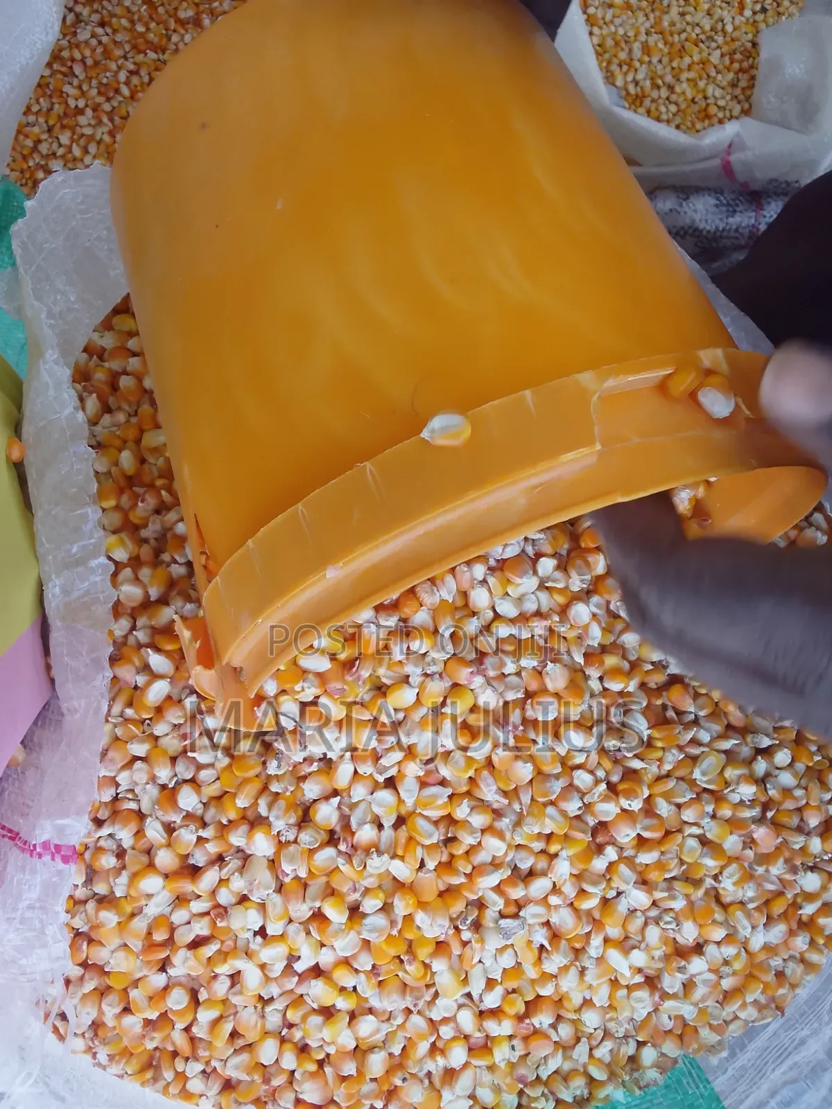 Yellow Corn