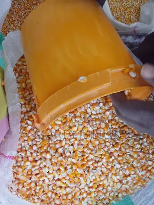 Yellow Corn