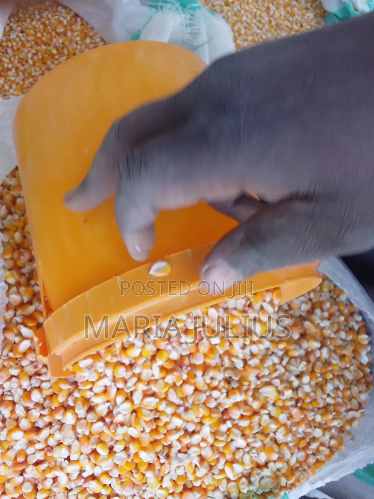 Yellow Corn